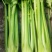 优质穴盘芹菜苗180万