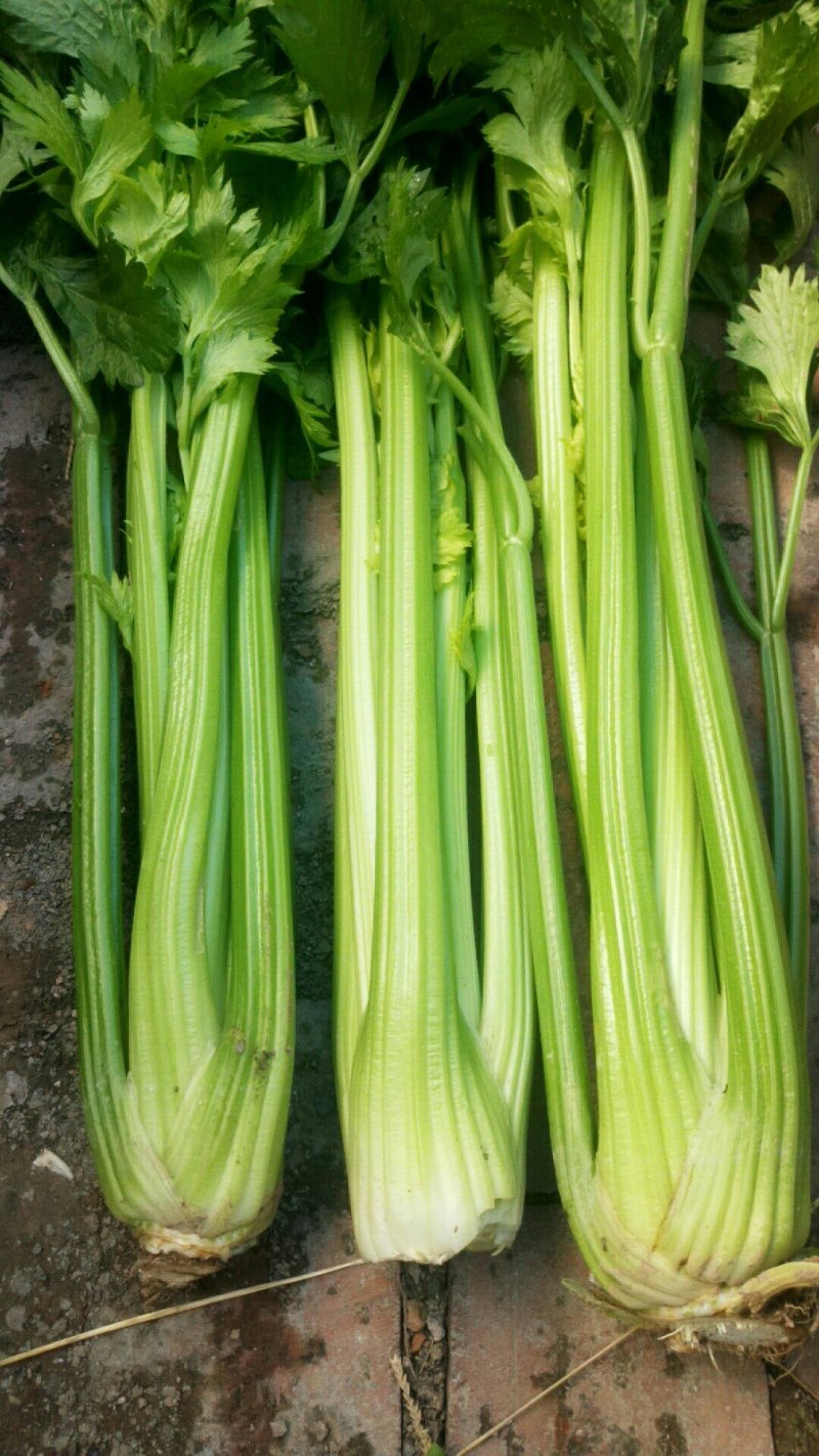 优质穴盘芹菜苗180万