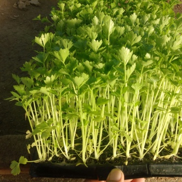 优质穴盘芹菜苗180万