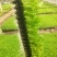 优质穴盘芹菜苗180万