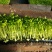 优质穴盘芹菜苗180万