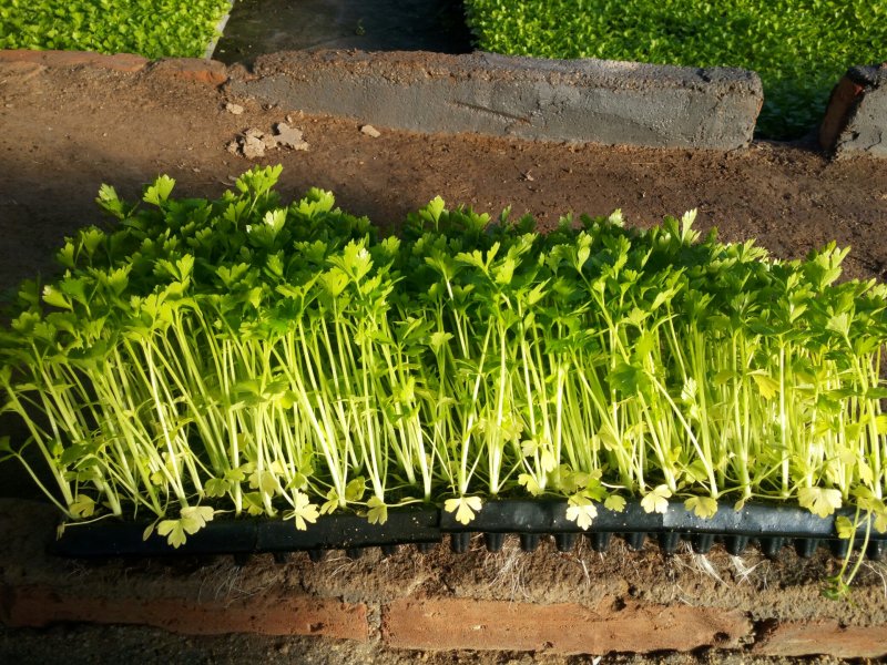 优质穴盘芹菜苗180万