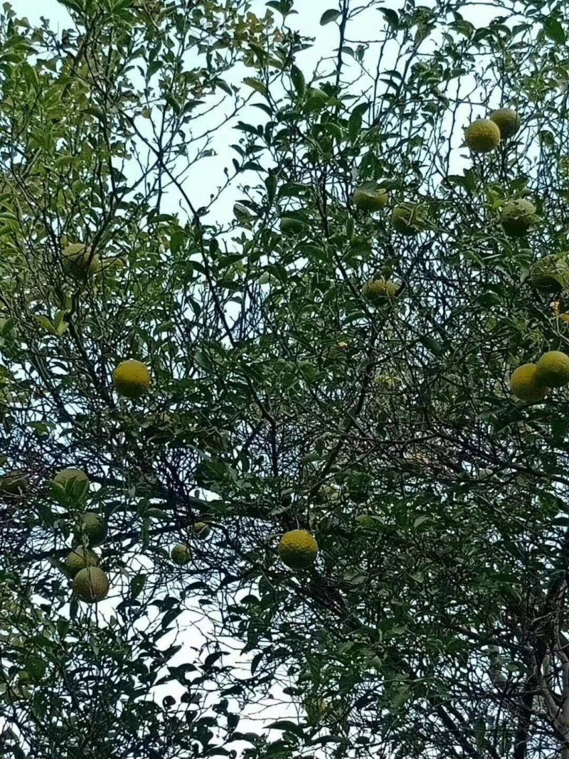 供应枳橙种子