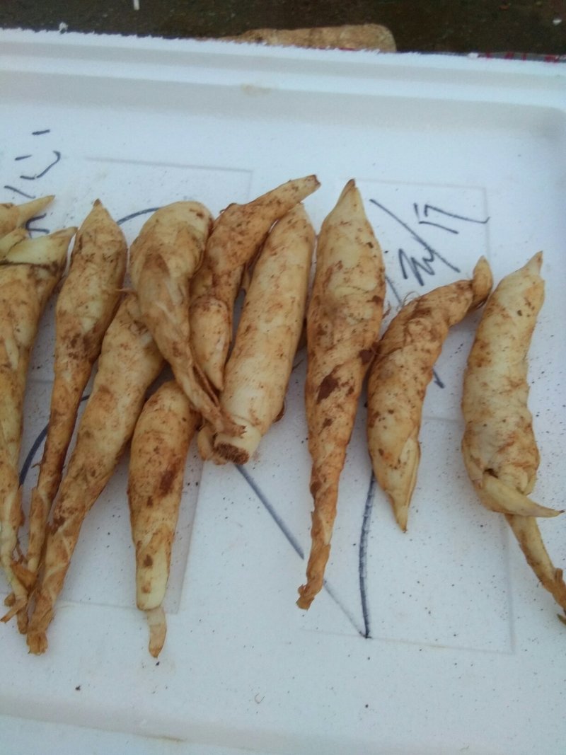 新鲜玉竹，现挖现卖，欲购从速