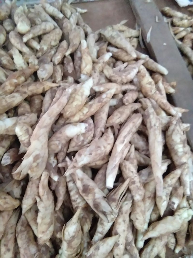 新鲜玉竹，现挖现卖，欲购从速
