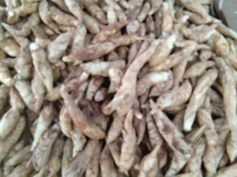 新鲜玉竹，现挖现卖，欲购从速