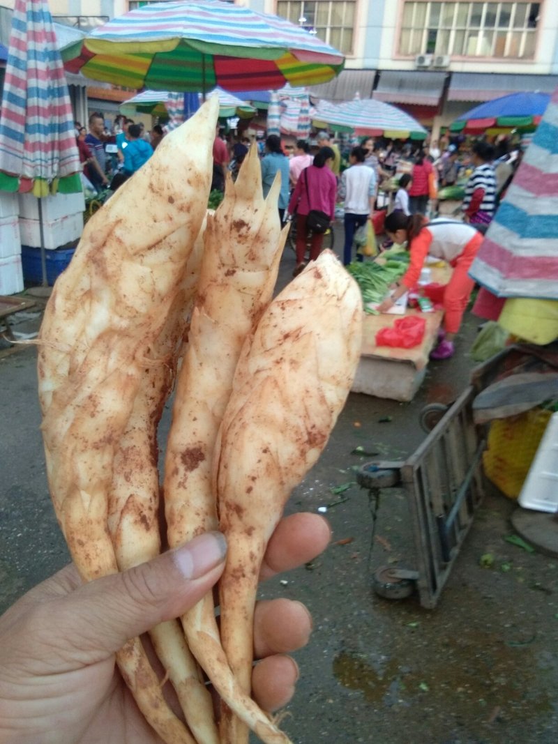 新鲜玉竹，现挖现卖，欲购从速