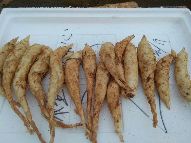 新鲜玉竹，现挖现卖，欲购从速