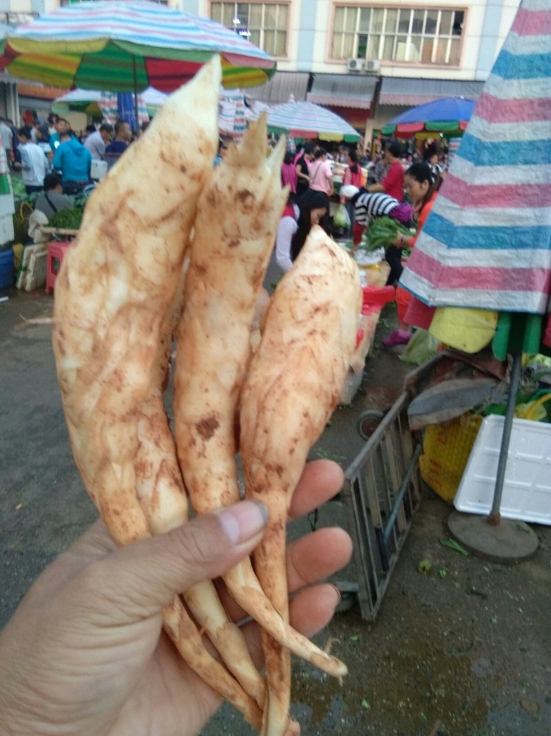 新鲜玉竹，现挖现卖，欲购从速