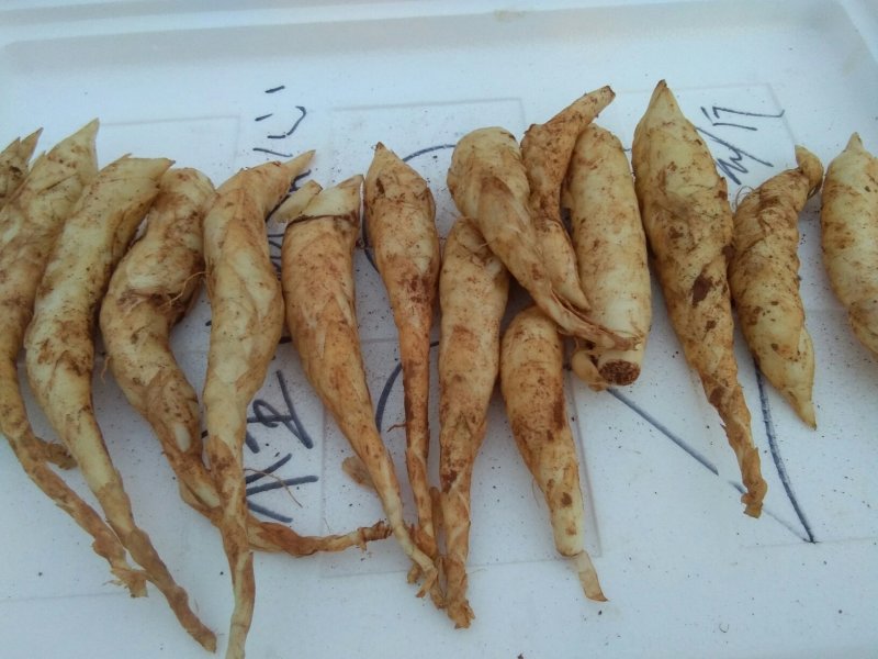 新鲜玉竹，现挖现卖，欲购从速