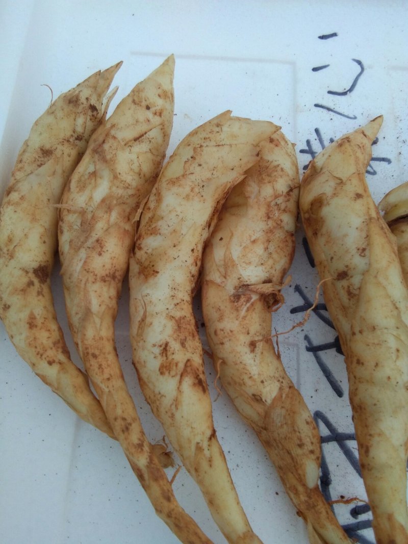 新鲜玉竹，现挖现卖，欲购从速