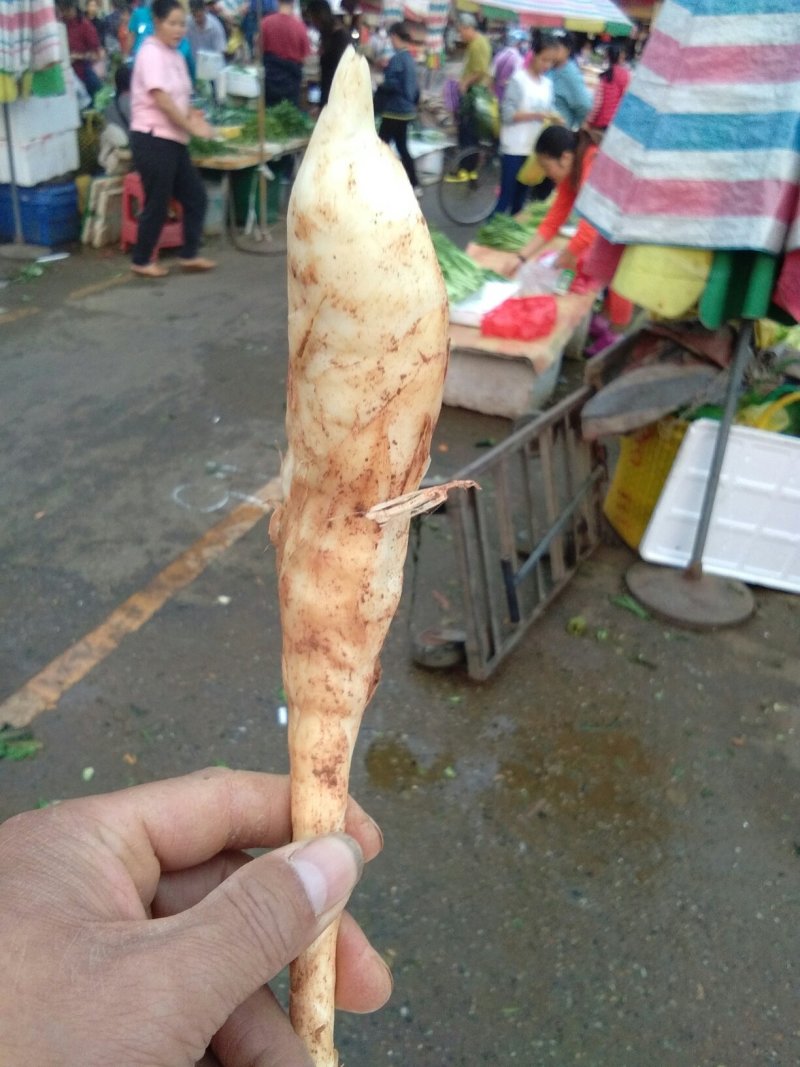 新鲜玉竹，现挖现卖，欲购从速