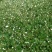 贵州野生虎掌草草玉梅八瓣花