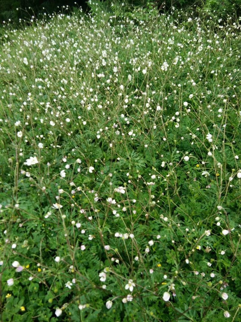 贵州野生虎掌草草玉梅八瓣花