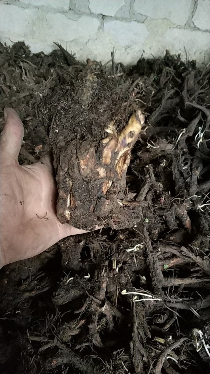 贵州野生虎掌草草玉梅八瓣花