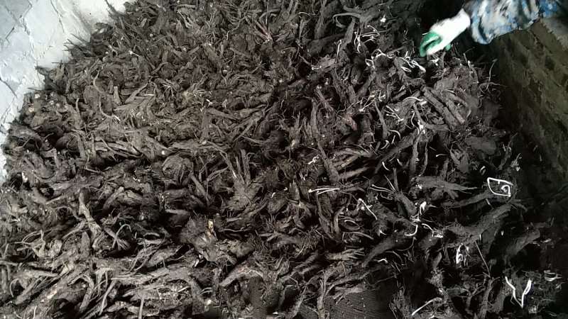 贵州野生虎掌草草玉梅八瓣花