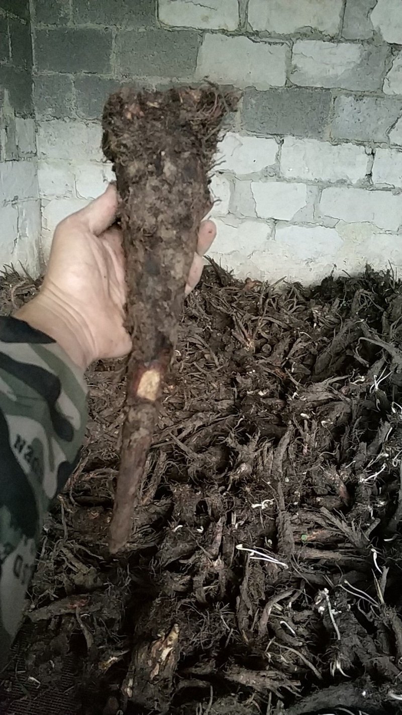 贵州野生虎掌草草玉梅八瓣花