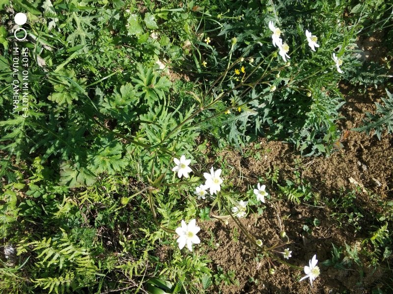 贵州野生虎掌草草玉梅八瓣花