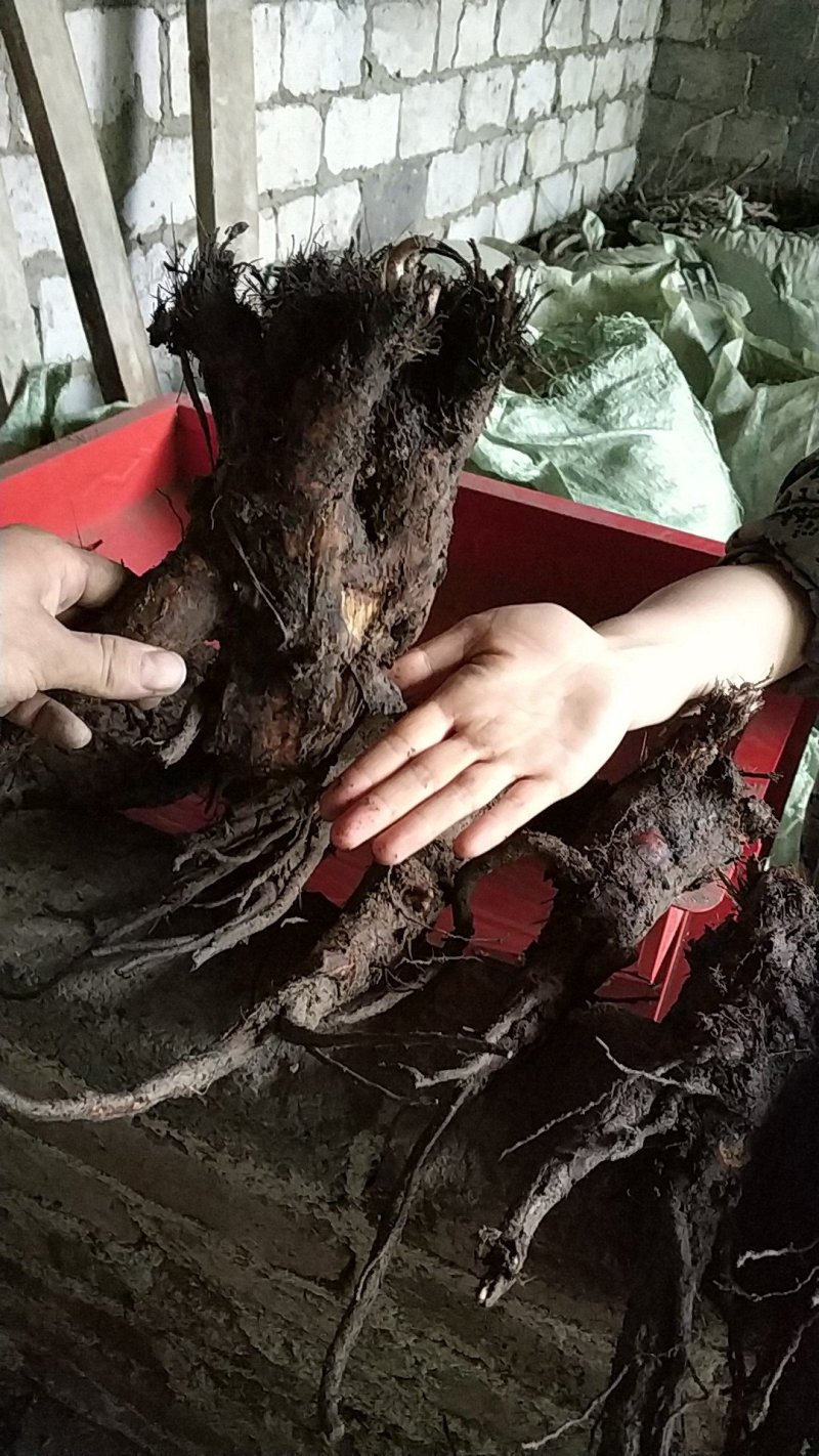 贵州野生虎掌草草玉梅八瓣花