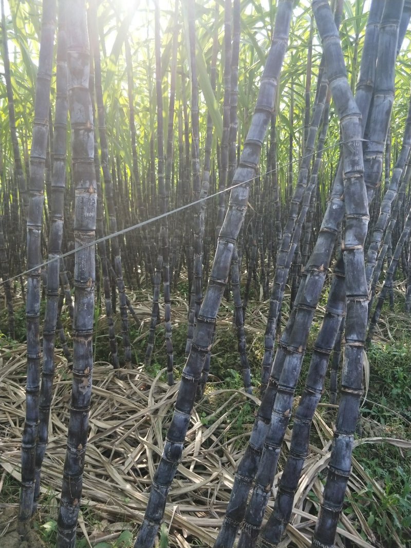 黑皮甘蔗（果甘）
