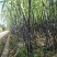 黑皮甘蔗（果甘）