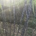 黑皮甘蔗（果甘）