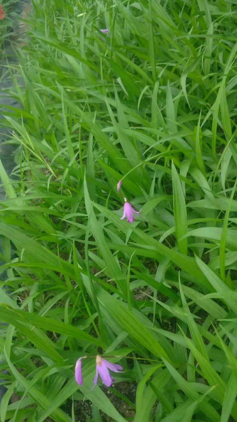 紫花三叉白芨苗