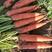 本处杂交品种三红胡萝卜大量上市，欢迎全国各地收购商前来包