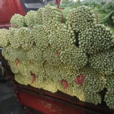 西芹