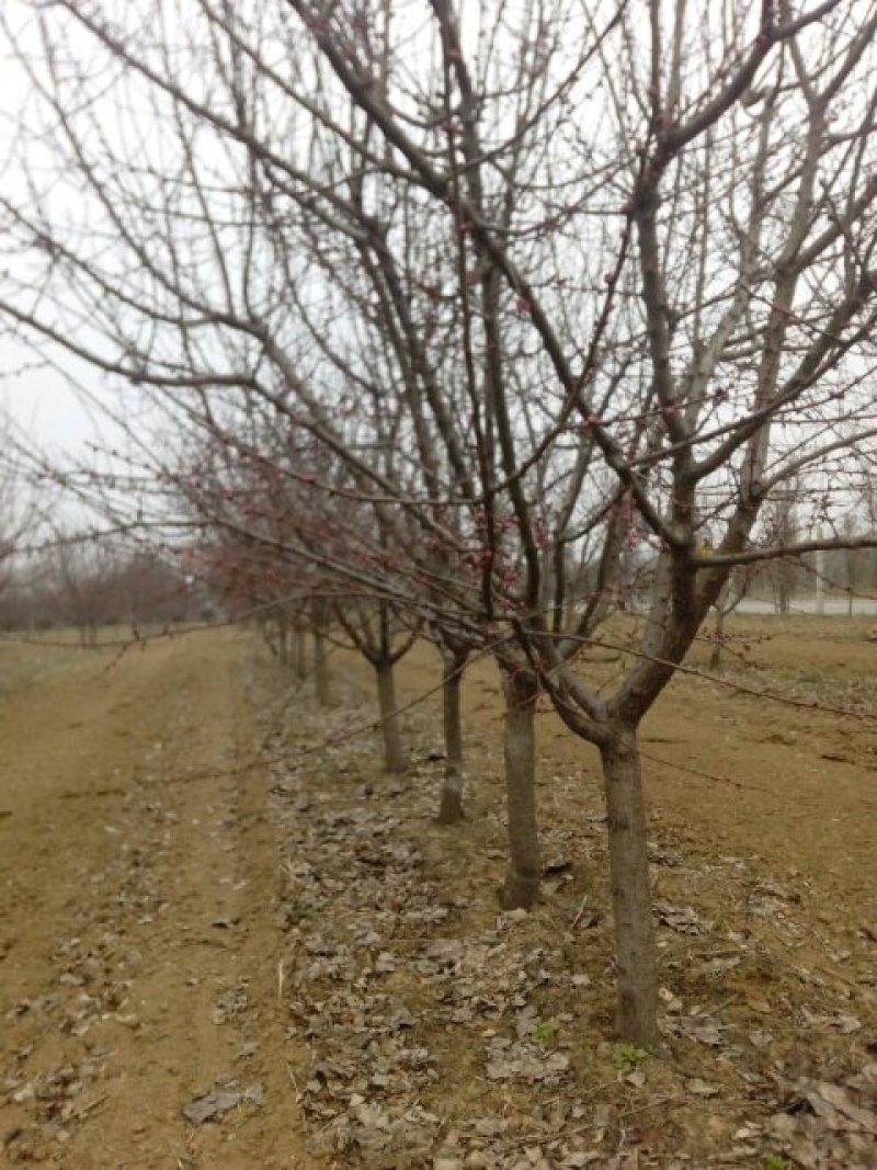 珍珠油杏树，中国油杏发地，