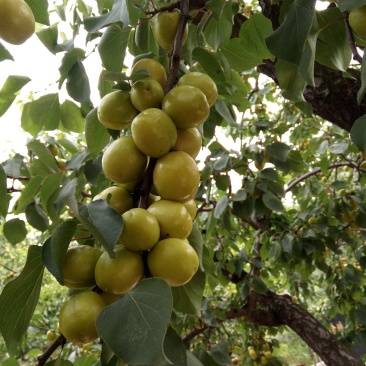 珍珠油杏树，中国油杏发地，