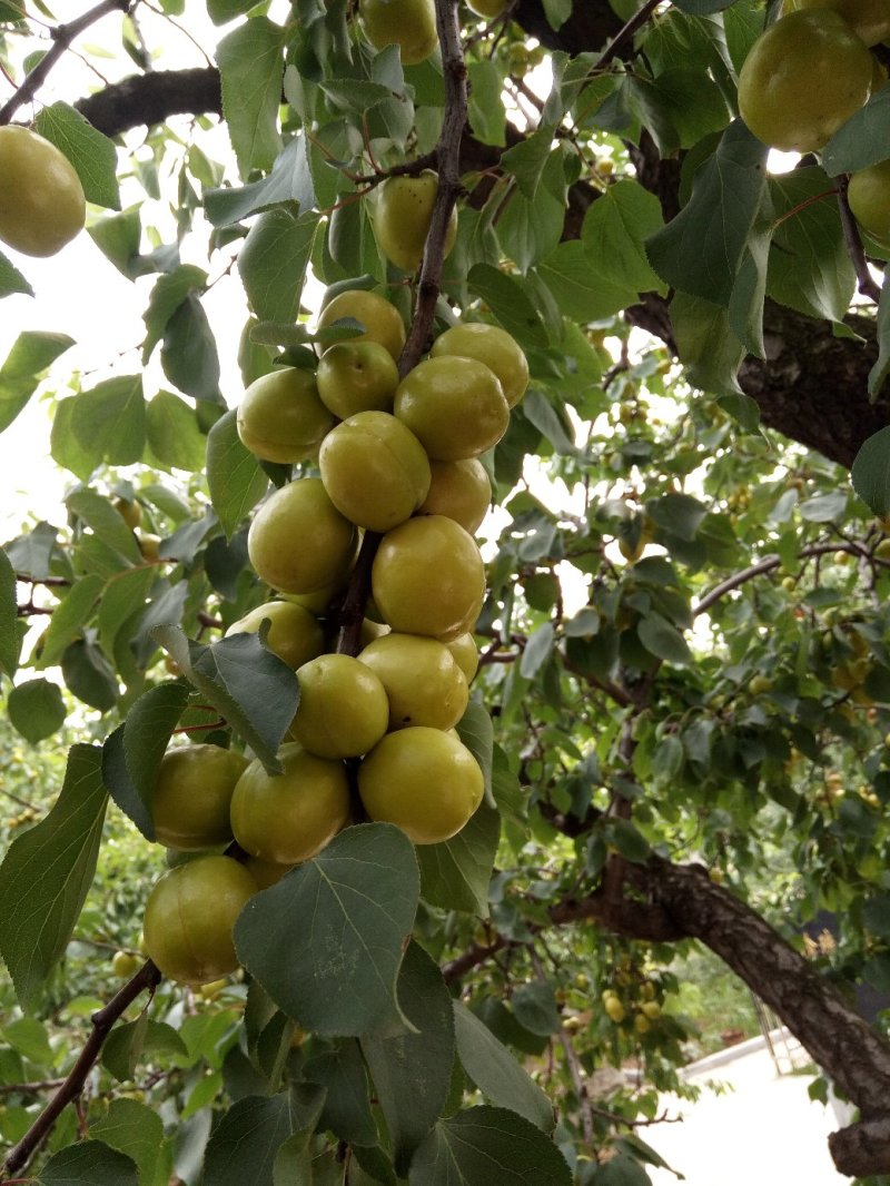 珍珠油杏树，中国油杏发地，