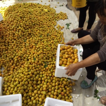 珍珠油杏，中国油杏发源地，品种有保证，