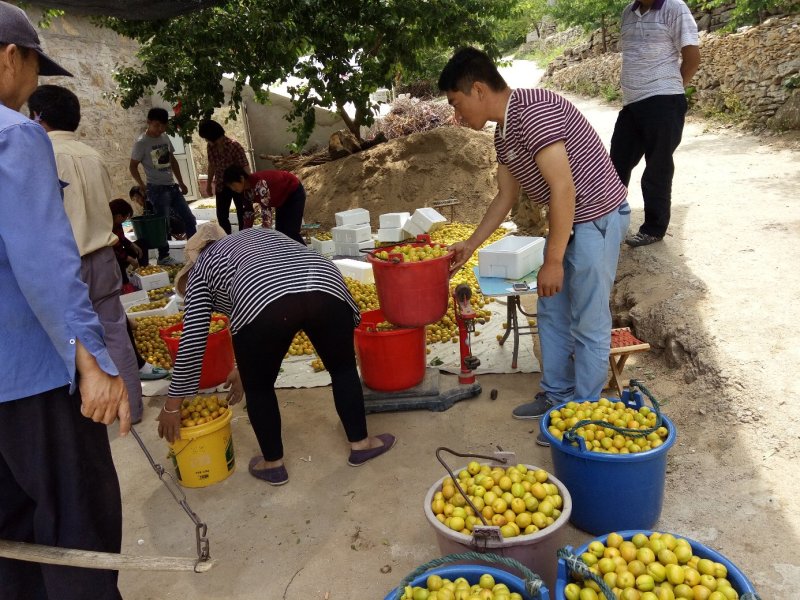 珍珠油杏树，中国油杏发地，