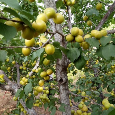 珍珠油杏，口感甘甜，具有哈密瓜的香气，