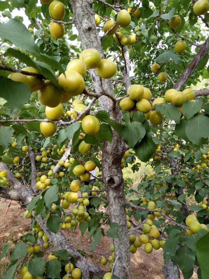 珍珠油杏树，中国油杏发地，