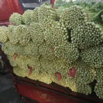 西芹好西芹