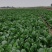 菠菜二十公分一元，三十公分五毛每斤