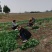 菠菜二十公分一元，三十公分五毛每斤