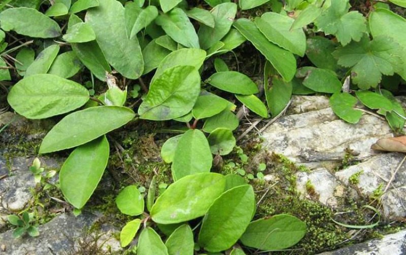 秦岭野生野地瓜化野地瓜苗地枇杷苗地瓜藤苗地石