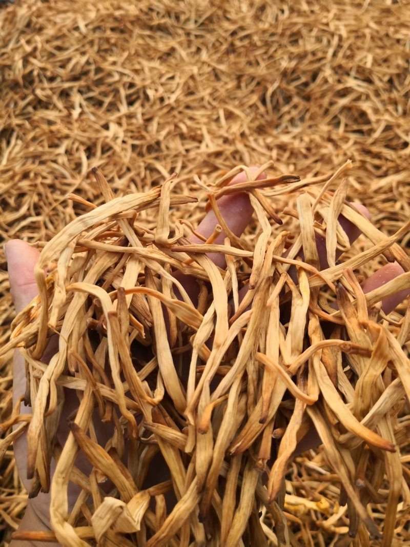 供应山西大同优质黄花菜种苗种子金针菜种苗种子萱草种苗种子