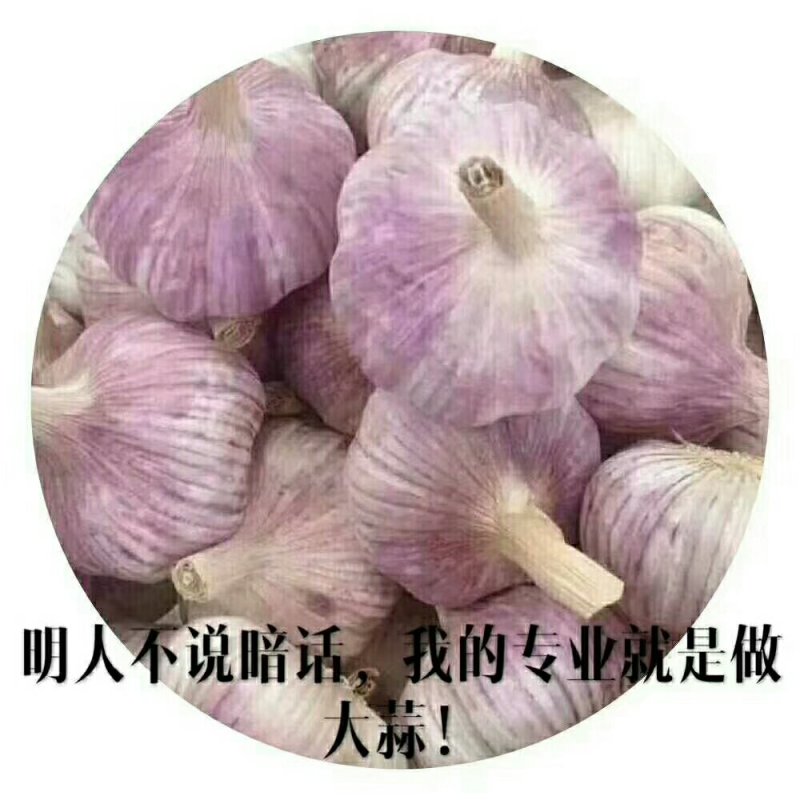 金乡大蒜专业代收代销代发货出租冷库