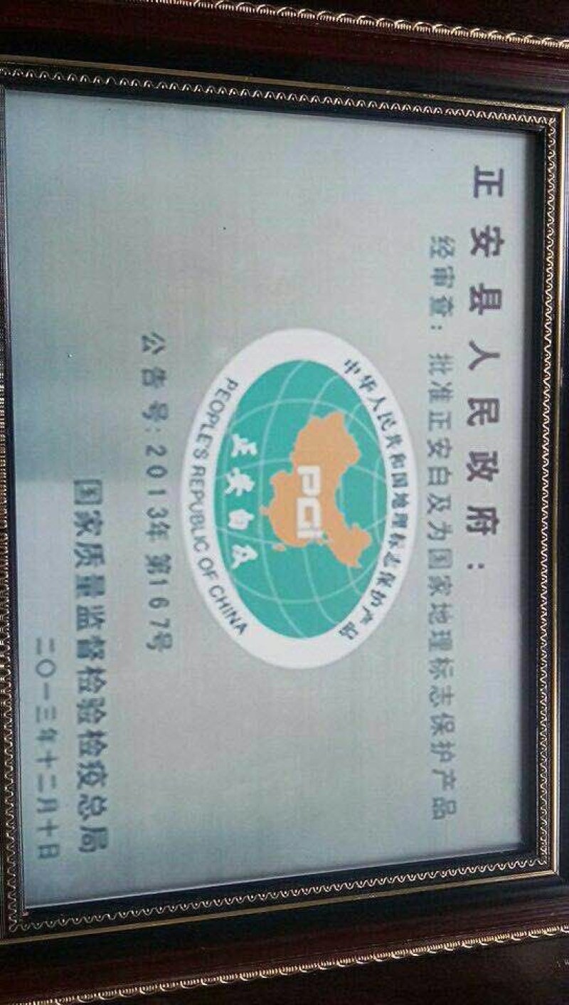 白芨苗