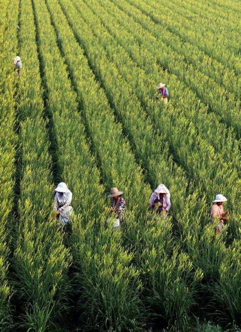 供应山西大同优质黄花菜种苗种子金针菜种苗种子萱草种苗种子