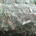 供应山西大同优质黄花菜种苗种子金针菜种苗种子萱草种苗种子
