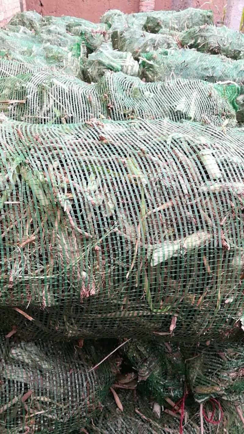 供应山西大同优质黄花菜种苗种子金针菜种苗种子萱草种苗种子