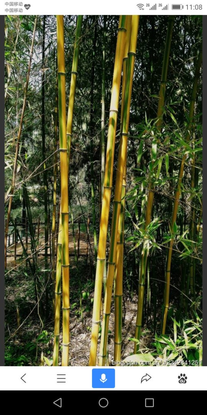 金镶玉竹