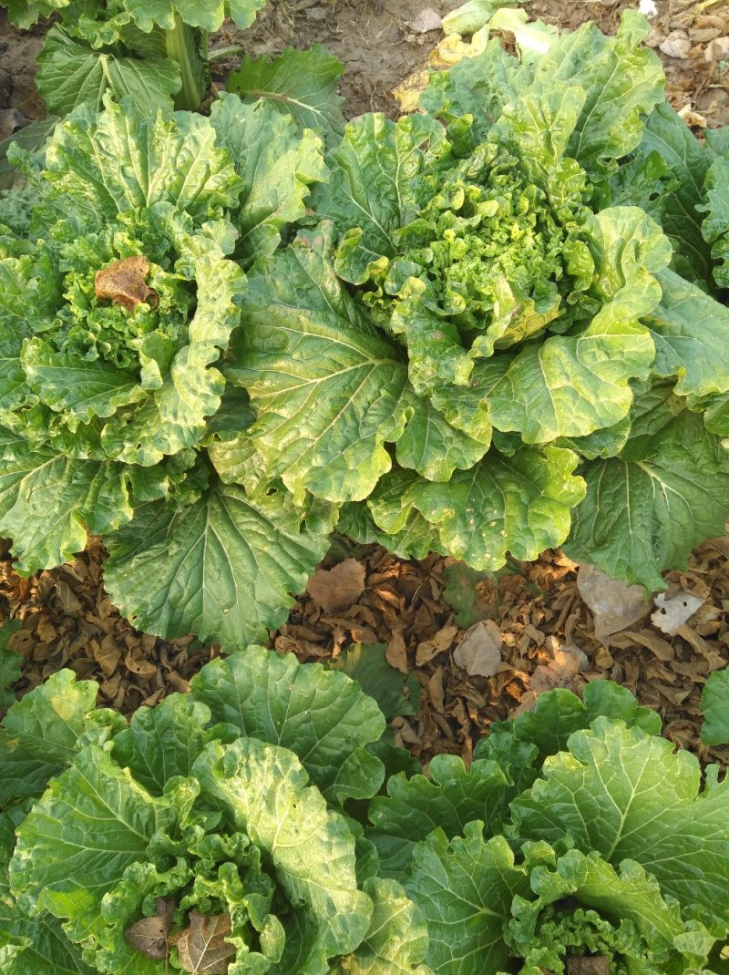 有机75大白菜