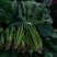 菠菜