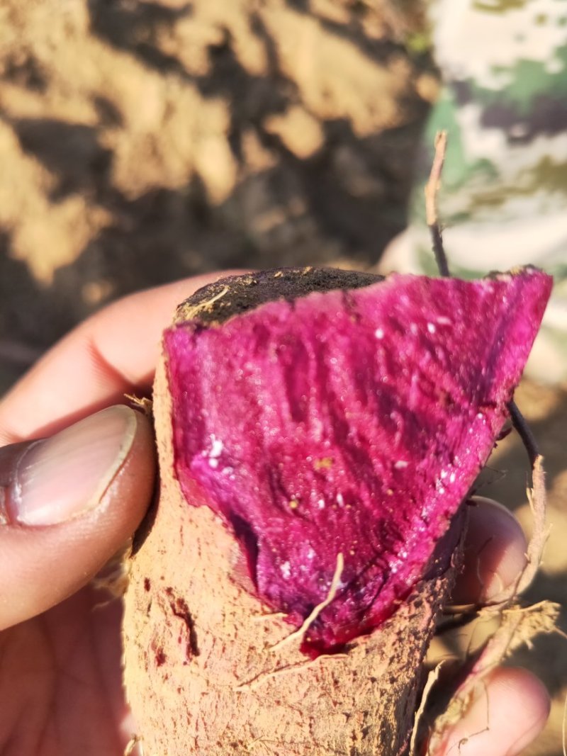 加工厂系列紫薯品种，紫薯紫罗兰，凌紫，济黑